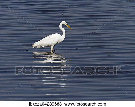 Silberreiher (Ardea alba) steht im Wasser, Chiemsee, Oberbayern, Bayern, Deutschland, Europa View Large Photo Image Stock Photo - Silberreiher (Ardea alba) steht im Wasser, Chiemsee, Oberbayern, Bayern, Deutschland, Europa. Fotosearch