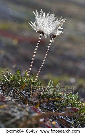 Silberwurz (Dryas octopetala), Samenstand, Kaiser Franz Joseph Fjord, Nordost-Gronland-Nationalpark, Gronland, Nordamerika View Large Photo Image Stock Photo - Silberwurz (Dryas octopetala), Samenstand, Kaiser Franz Joseph Fjord, Nordost-Gronland-Nationalpark, Gronland, Nordamerika. Fotosearch