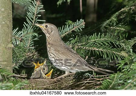 Stock Image - Singdrossel (Turdus philomelos) am Nest mit Jungvogeln, Baden-Wurttemberg, Deutschland, Europa. Fotosearch