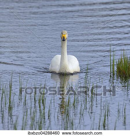 Stock Image - Singschwan (Cygnus cygnus), Altvogel, Sudisland, Island, Europa. Fotosearch