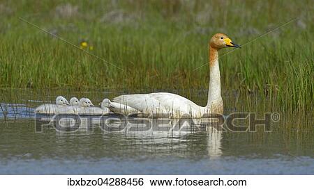 Singschwan (Cygnus cygnus), Altvogel mit Jungtieren, Sudisland, Island, Europa View Large Photo Image Stock Photograph - Singschwan (Cygnus cygnus), Altvogel mit Jungtieren, Sudisland, Island, Europa. Fotosearch