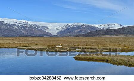 Stock Image - Singschwan (Cygnus cygnus), brutend auf einem kleinen Moorsee, hinten der Gletscher Vatnajokull mit einer seiner Gletscherzungen, Sudisland, Island, Europa. Fotosearch