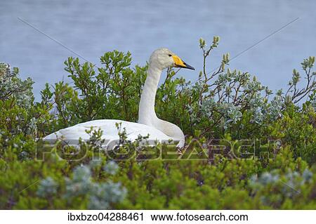 Stock Image - Singschwan (Cygnus cygnus), brutend in Arktischer Weide (Salix arctica), Sudisland, Island, Europa. Fotosearch