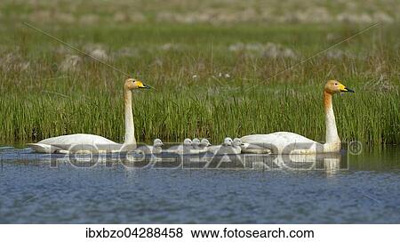 Singschwan (Cygnus cygnus), Brutpaar mit Jungtieren, Sudisland, Island, Europa View Large Photo Image Stock Photo - Singschwan (Cygnus cygnus), Brutpaar mit Jungtieren, Sudisland, Island, Europa. Fotosearch