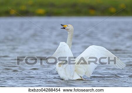 Picture - Singschwan (Cygnus cygnus), Flugel schlagend, Sudisland, Island, Europa. Fotosearch