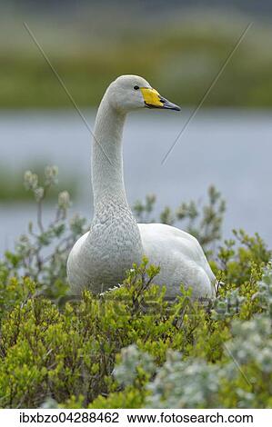 Singschwan (Cygnus cygnus), steht in Arktischer Weide (Salix arctica), Sudisland, Island, Europa View Large Photo Image Stock Image - Singschwan (Cygnus cygnus), steht in Arktischer Weide (Salix arctica), Sudisland, Island, Europa. Fotosearch