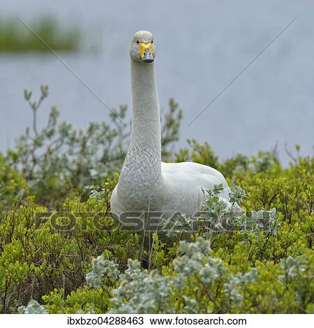Singschwan (Cygnus cygnus), steht in Arktischer Weide (Salix arctica), Sudisland, Island, Europa View Large Photo Image Stock Image - Singschwan (Cygnus cygnus), steht in Arktischer Weide (Salix arctica), Sudisland, Island, Europa. Fotosearch