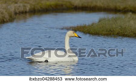 Singschwan (Cygnus cygnus), Sudisland, Island, Europa View Large Photo Image Stock Image - Singschwan (Cygnus cygnus), Sudisland, Island, Europa. Fotosearch