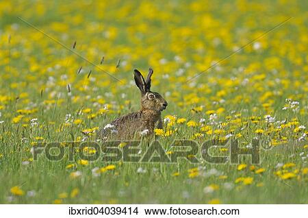 Sitzender Feldhase (Lepus europaeus) in einer Blumenwiese, Nordrhein-Westfalen, Deutschland, Europa View Large Photo Image Picture - Sitzender Feldhase (Lepus europaeus) in einer Blumenwiese, Nordrhein-Westfalen, Deutschland, Europa. Fotosearch