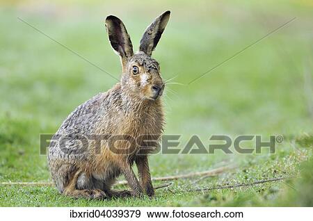Sitzender Feldhase (Lepus europaeus), Nordrhein-Westfalen, Deutschland, Europa View Large Photo Image Stock Photo - Sitzender Feldhase (Lepus europaeus), Nordrhein-Westfalen, Deutschland, Europa. Fotosearch