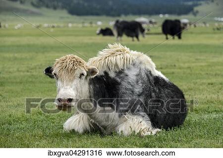 Sitzendes schwarz-weisses Yak (Bos mutus), Orchon-Tal, Khangai Nuruu Nationalpark, Oevoerkhangai Aimag, Mongolei, Asien View Large Photo Image Stock Photograph - Sitzendes schwarz-weisses Yak (Bos mutus), Orchon-Tal, Khangai Nuruu Nationalpark, Oevoerkhangai Aimag, Mongolei, Asien. Fotosearch