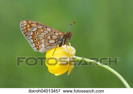 Skabiosen-Scheckenfalter, auch Goldener Scheckenfalter (Euphydryas aurinia) View Large Photo Image Stock Photo - Skabiosen-Scheckenfalter, auch Goldener Scheckenfalter (Euphydryas aurinia). Fotosearch