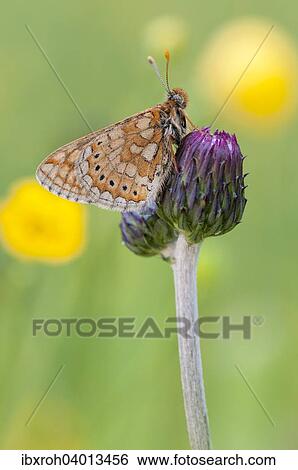 Stock Photograph - Skabiosen-Scheckenfalter, auch Goldener Scheckenfalter (Euphydryas aurinia). Fotosearch
