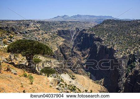 Picture - Sokotra-Drachenbaum auch Drachenblutbaum (Dracaena cinnabari) vor einer riesigen Schlucht auf dem Dixsam Plateau, Sokotra, Jemen, Asien. Fotosearch