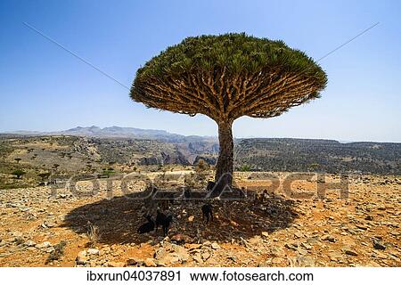 Stock Image - Sokotra-Drachenbaum auch Drachenblutbaum (Dracaena cinnabari), Dixsam Plateau, Sokotra, Jemen, Asien. Fotosearch