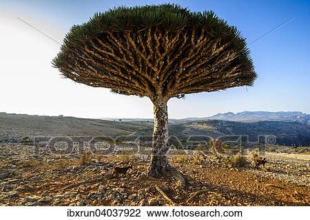 Stock Image - Sokotra-Drachenbaum auch Drachenblutbaum (Dracaena cinnabari), Dixsam Plateau, Sokotra, Jemen, Asien. Fotosearch