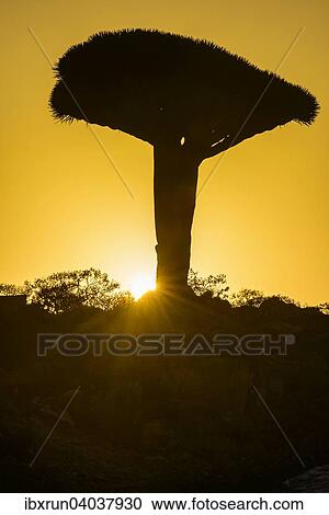 Stock Image - Sokotra-Drachenbaum auch Drachenblutbaum (Dracaena cinnabari), Dixsam Plateau, Sokotra, Jemen, Asien. Fotosearch