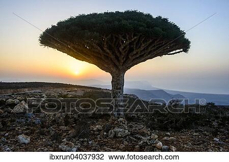 Stock Image - Sokotra-Drachenbaum auch Drachenblutbaum (Dracaena cinnabari), Dixsam Plateau, Sokotra, Jemen, Asien. Fotosearch