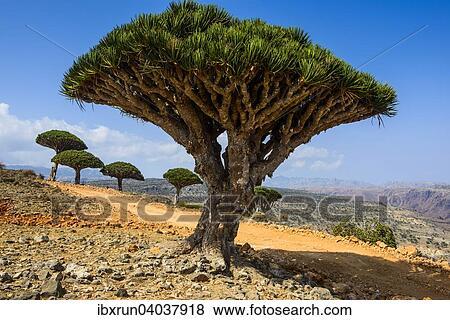 Stock Photo - Sokotra-Drachenbaum auch Drachenblutbaum (Dracaena cinnabari), Dixsam Plateau, Sokotra, Jemen, Asien. Fotosearch