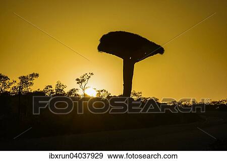 Stock Photo - Sokotra-Drachenbaum auch Drachenblutbaum (Dracaena cinnabari), Dixsam Plateau, Sokotra, Jemen, Asien. Fotosearch