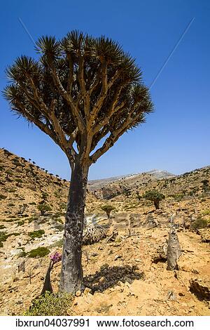 Stock Image - Sokotra Drachenbaum oder Drachenblutbaum (Dracaena cinnabari), Schutzgebiet Homhil, Insel Sokotra, Jemen, Asien. Fotosearch
