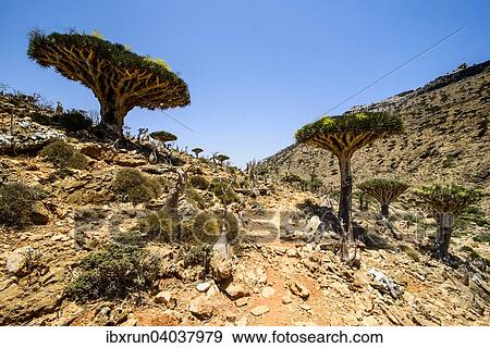 Sokotra Drachenbaume oder Drachenblutbaume (Dracaena cinnabari), Schutzgebiet Homhil, Insel Sokotra, Jemen, Asien View Large Photo Image Stock Photo - Sokotra Drachenbaume oder Drachenblutbaume (Dracaena cinnabari), Schutzgebiet Homhil, Insel Sokotra, Jemen, Asien. Fotosearch