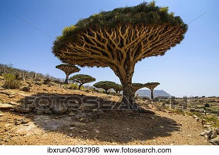 Sokotra Drachenbaume oder Drachenblutbaume (Dracaena cinnabari), Schutzgebiet Homhil, Insel Sokotra, Jemen, Asien View Large Photo Image Stock Photograph - Sokotra Drachenbaume oder Drachenblutbaume (Dracaena cinnabari), Schutzgebiet Homhil, Insel Sokotra, Jemen, Asien. Fotosearch