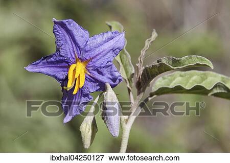 Stock Photo - Solanum elaeagnifolium (Solanum elaeagnifolium), Zion National Park, Utah, USA, Nordamerika. Fotosearch