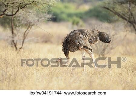 Somali-Strauss (Struthio molybdophanes), Weibchen, Samburu Nationalreservat, Kenia, Afrika View Large Photo Image Picture - Somali-Strauss (Struthio molybdophanes), Weibchen, Samburu Nationalreservat, Kenia, Afrika. Fotosearch