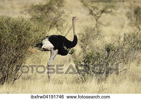 Somali-Strauss (Struthio molybdophanes), Mannchen, rufend, Samburu Nationalreservat, Kenia, Afrika View Large Photo Image Stock Photograph - Somali-Strauss (Struthio molybdophanes), Mannchen, rufend, Samburu Nationalreservat, Kenia, Afrika. Fotosearch