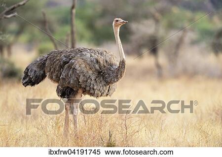 Somali-Strauss (Struthio molybdophanes), Weibchen, Samburu Nationalreservat, Kenia, Afrika View Large Photo Image Stock Photography - Somali-Strauss (Struthio molybdophanes), Weibchen, Samburu Nationalreservat, Kenia, Afrika. Fotosearch