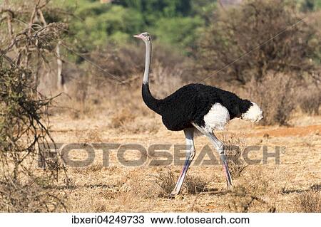 Somalistrauss (Struthio molybdophanes), mannlich, Samburu National Reserve, Kenia, Afrika View Large Photo Image Stock Image - Somalistrauss (Struthio molybdophanes), mannlich, Samburu National Reserve, Kenia, Afrika. Fotosearch