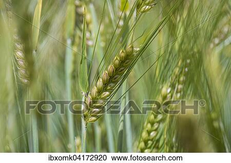 Sommergerste (Hordeum vulgare), Baden-Wurttemberg, Deutschland, Europa View Large Photo Image Stock Image - Sommergerste (Hordeum vulgare), Baden-Wurttemberg, Deutschland, Europa. Fotosearch