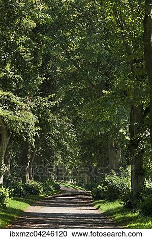 Sommerlinden Allee (Tilia platyphyllos), Mecklenburg-Vorpommern, Deutschland, Europa View Large Photo Image Stock Image - Sommerlinden Allee (Tilia platyphyllos), Mecklenburg-Vorpommern, Deutschland, Europa. Fotosearch