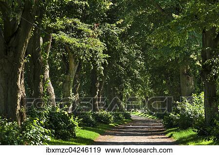 Sommerlinden Allee (Tilia platyphyllos), Mecklenburg-Vorpommern, Deutschland, Europa View Large Photo Image Stock Photo - Sommerlinden Allee (Tilia platyphyllos), Mecklenburg-Vorpommern, Deutschland, Europa. Fotosearch