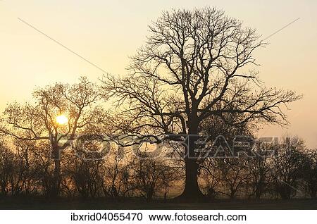 Sonnenaufgang mit Baumen und Nebel, Rheinberg, Niederrhein, Nordrhein-Westfalen, Deutschland, Europa View Large Photo Image Stock Image - Sonnenaufgang mit Baumen und Nebel, Rheinberg, Niederrhein, Nordrhein-Westfalen, Deutschland, Europa. Fotosearch