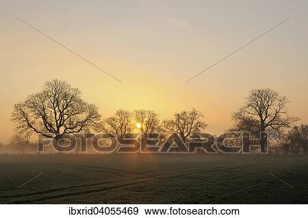 Sonnenaufgang mit Baumen und Nebel, Rheinberg, Niederrhein, Nordrhein-Westfalen, Deutschland, Europa View Large Photo Image Stock Photo - Sonnenaufgang mit Baumen und Nebel, Rheinberg, Niederrhein, Nordrhein-Westfalen, Deutschland, Europa. Fotosearch