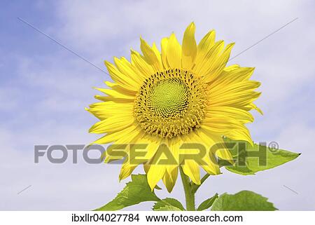 Sonnenblume (Helianthus annuus) View Large Photo Image Picture - Sonnenblume (Helianthus annuus). Fotosearch