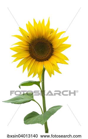 Stock Image - Sonnenblume (Helianthus annuus). Fotosearch