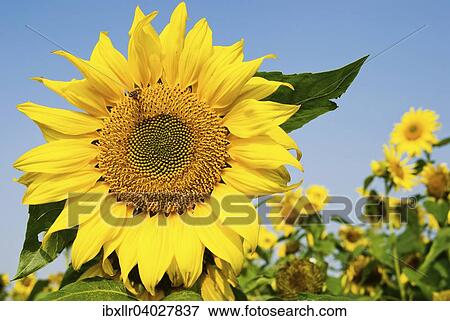 Stock Photo - Sonnenblume (Helianthus annuus). Fotosearch