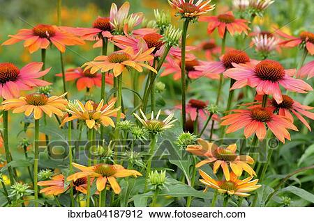Sonnenhut (Echinacea sp. ) Hybride, Sorte Hot Summer, Nordrhein-Westfalen, Deutschland, Europa View Large Photo Image Stock Image - Sonnenhut (Echinacea sp. ) Hybride, Sorte Hot Summer, Nordrhein-Westfalen, Deutschland, Europa. Fotosearch