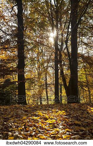 Sonnenstrahlen, Baume im Herbstwald, Rombergpark, Dortmund, Nordrhein-Westfalen, Deutschland, Europa View Large Photo Image Picture - Sonnenstrahlen, Baume im Herbstwald, Rombergpark, Dortmund, Nordrhein-Westfalen, Deutschland, Europa. Fotosearch