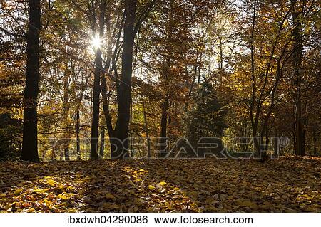Sonnenstrahlen, Baume im Herbstwald, Rombergpark, Dortmund, Nordrhein-Westfalen, Deutschland, Europa View Large Photo Image Stock Photograph - Sonnenstrahlen, Baume im Herbstwald, Rombergpark, Dortmund, Nordrhein-Westfalen, Deutschland, Europa. Fotosearch