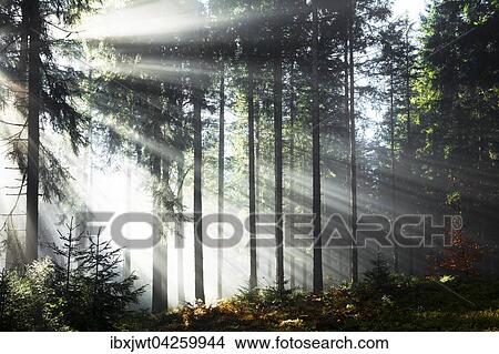 Sonnenstrahlen strahlen im Nebel durch Baumstamme im Fichten Wald, Herbst, Hinterzarten, Schwarzwald, Baden-Wurttemberg, Deutschland, Europa View Large Photo Image Picture - Sonnenstrahlen strahlen im Nebel durch Baumstamme im Fichten Wald, Herbst, Hinterzarten, Schwarzwald, Baden-Wurttemberg, Deutschland, Europa. Fotosearch