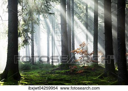 Sonnenstrahlen strahlen im Nebel durch Baumstamme im Fichten Wald, Herbst, Hinterzarten, Schwarzwald, Baden-Wurttemberg, Deutschland, Europa View Large Photo Image Picture - Sonnenstrahlen strahlen im Nebel durch Baumstamme im Fichten Wald, Herbst, Hinterzarten, Schwarzwald, Baden-Wurttemberg, Deutschland, Europa. Fotosearch