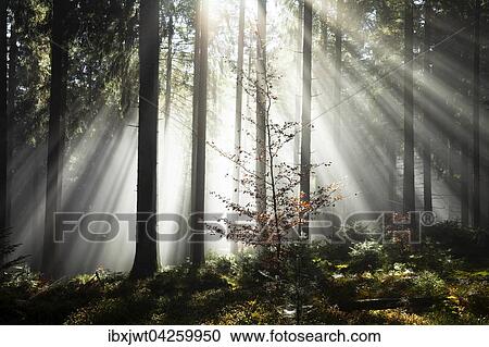 Sonnenstrahlen strahlen im Nebel durch Baumstamme im Fichten Wald, Herbst, Hinterzarten, Schwarzwald, Baden-Wurttemberg, Deutschland, Europa View Large Photo Image Stock Image - Sonnenstrahlen strahlen im Nebel durch Baumstamme im Fichten Wald, Herbst, Hinterzarten, Schwarzwald, Baden-Wurttemberg, Deutschland, Europa. Fotosearch