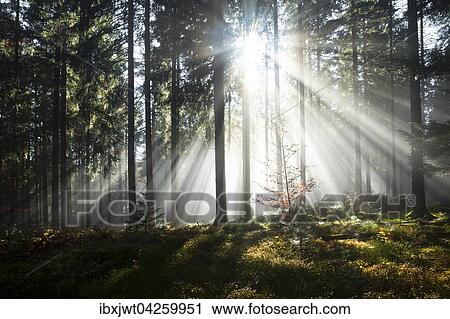 Sonnenstrahlen strahlen im Nebel durch Baumstamme im Fichten Wald, Herbst, Hinterzarten, Schwarzwald, Baden-Wurttemberg, Deutschland, Europa View Large Photo Image Stock Image - Sonnenstrahlen strahlen im Nebel durch Baumstamme im Fichten Wald, Herbst, Hinterzarten, Schwarzwald, Baden-Wurttemberg, Deutschland, Europa. Fotosearch