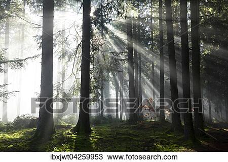 Sonnenstrahlen strahlen im Nebel durch Baumstamme im Fichten Wald, Herbst, Hinterzarten, Schwarzwald, Baden-Wurttemberg, Deutschland, Europa View Large Photo Image Stock Image - Sonnenstrahlen strahlen im Nebel durch Baumstamme im Fichten Wald, Herbst, Hinterzarten, Schwarzwald, Baden-Wurttemberg, Deutschland, Europa. Fotosearch