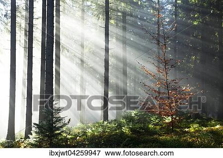 Sonnenstrahlen strahlen im Nebel durch Baumstamme im Fichten Wald, Herbst, Hinterzarten, Schwarzwald, Baden-Wurttemberg, Deutschland, Europa View Large Photo Image Stock Photo - Sonnenstrahlen strahlen im Nebel durch Baumstamme im Fichten Wald, Herbst, Hinterzarten, Schwarzwald, Baden-Wurttemberg, Deutschland, Europa. Fotosearch