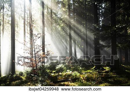 Sonnenstrahlen strahlen im Nebel durch Baumstamme im Fichten Wald, Herbst, Hinterzarten, Schwarzwald, Baden-Wurttemberg, Deutschland, Europa View Large Photo Image Stock Photo - Sonnenstrahlen strahlen im Nebel durch Baumstamme im Fichten Wald, Herbst, Hinterzarten, Schwarzwald, Baden-Wurttemberg, Deutschland, Europa. Fotosearch